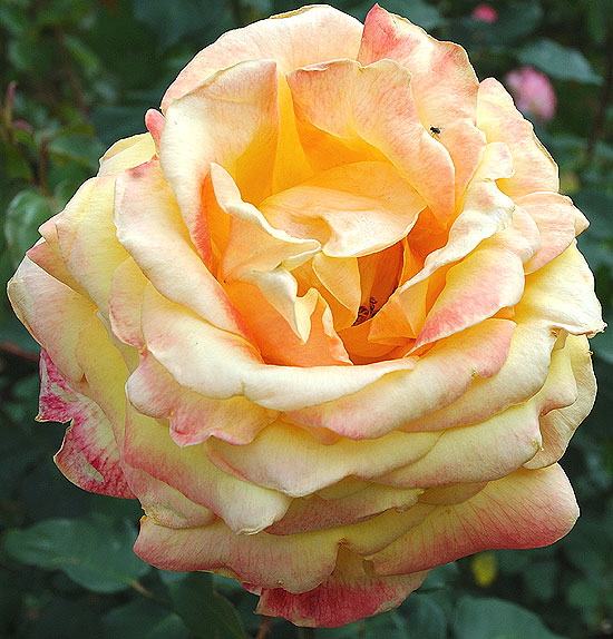 Yellow circus rose, with small fly 