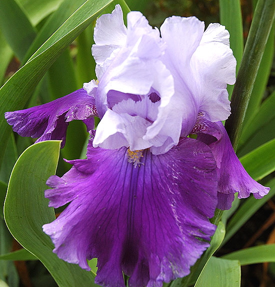 Blue bearded iris - curbside, Beverly Hills, Elm and Lomita 