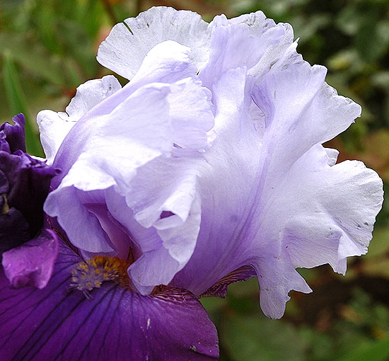 Blue bearded iris - curbside, Beverly Hills, Elm and Lomita 