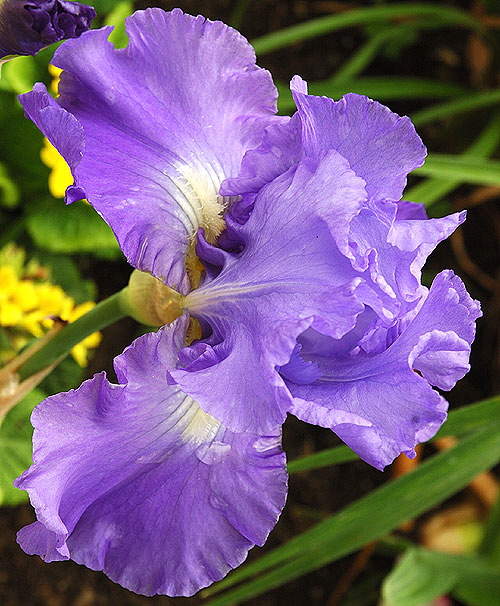 Blue bearded iris - curbside, Beverly Hills, Elm and Lomita 