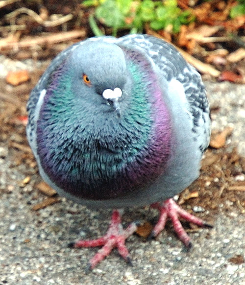 Common pigeon - detail 