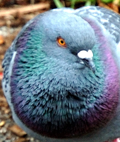 Common pigeon - detail 