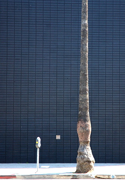 Palm trunk, parking meter, Sunset Boulevard at Wilcox