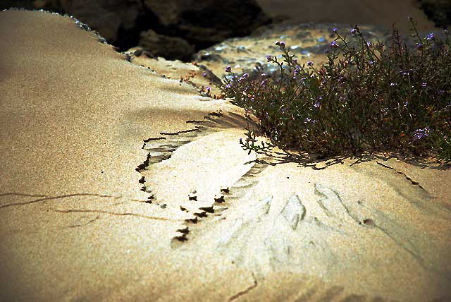 Sculpted Sand