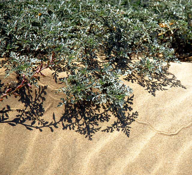 Sculpted Sand