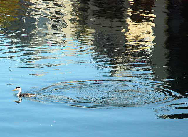 Grebe in Bellona Lagoon, Marina Peninsula, Los Angeles