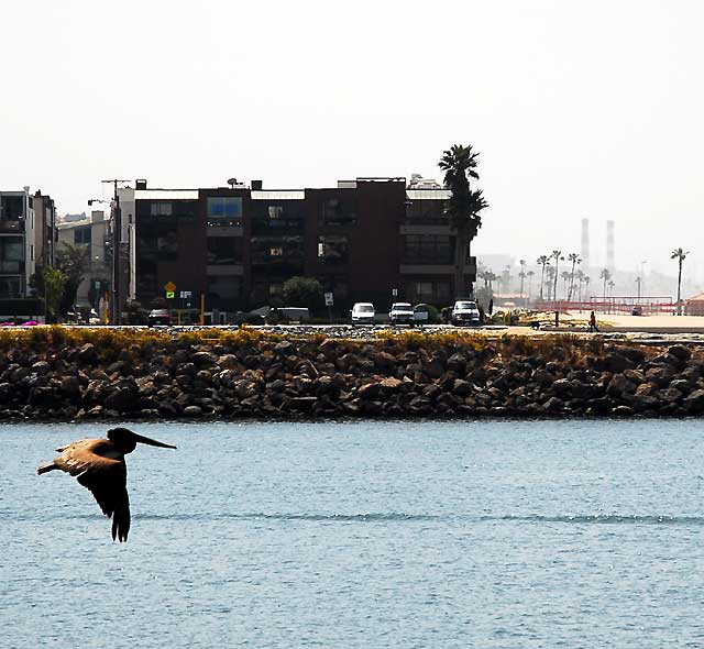 California Brown Pelican heading out sea - the channel that leads to the open Pacific at Marina del Rey