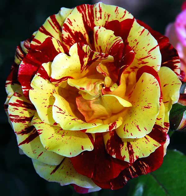 Circus Rose