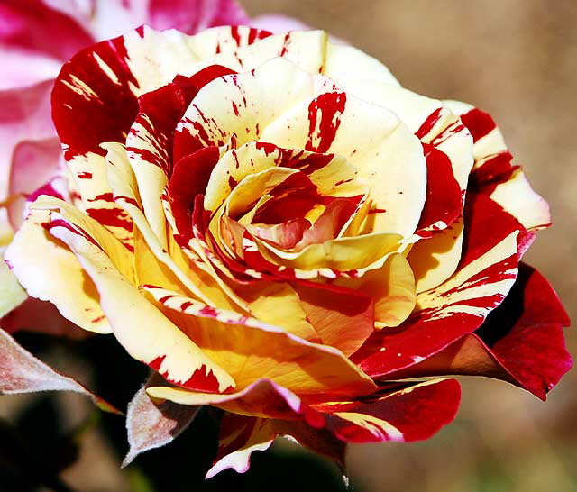 Circus Rose