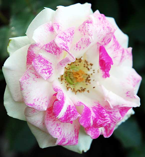 White rose with pink highlights