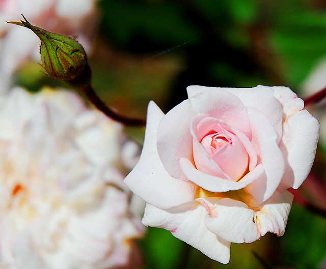 Blush rose with bud