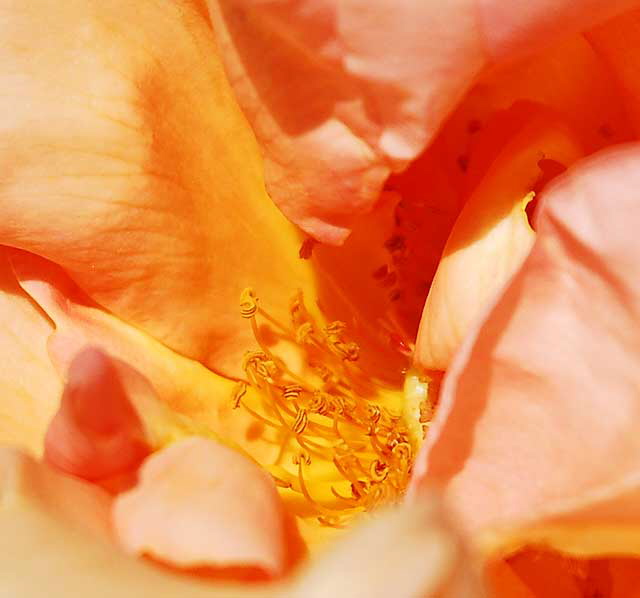 Peach colored rose - close up 