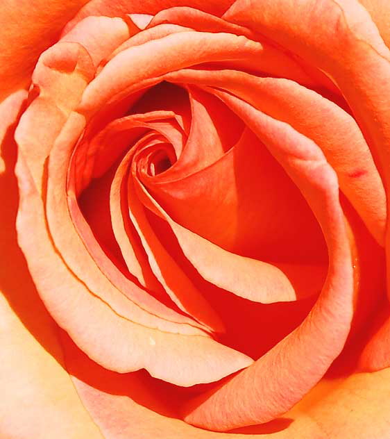 Peach colored rose - close up 