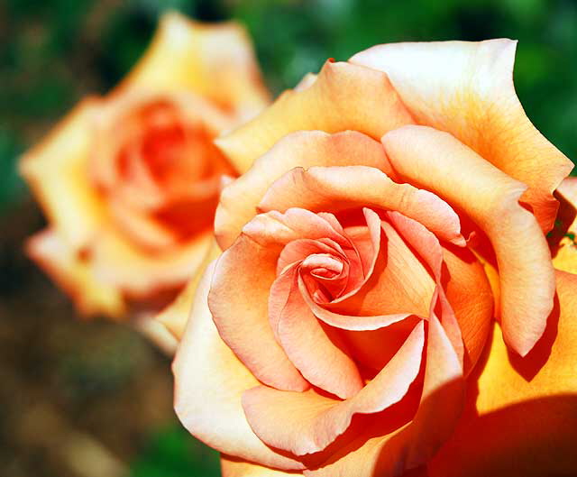 Peach colored rose - close up 