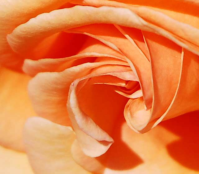 Peach colored rose - close up 