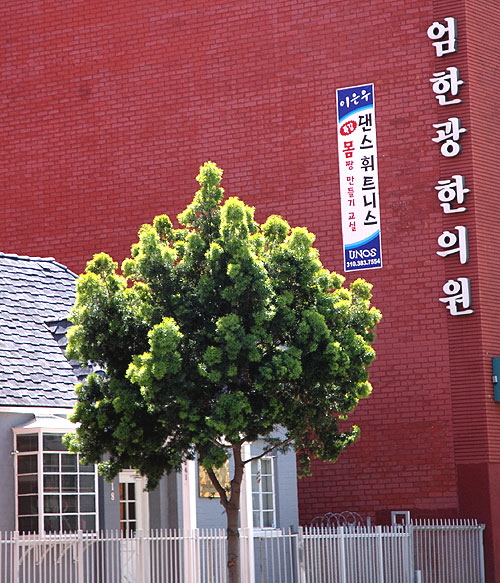 Street scene, West Sixth Street, Berendo to Mariposa, Los Angeles 