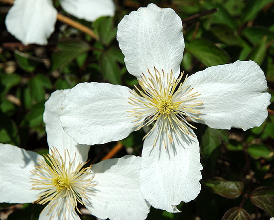 White Blooms, Hollywood - Close-Up Study