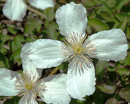 White Blooms, Hollywood - Close-Up Study