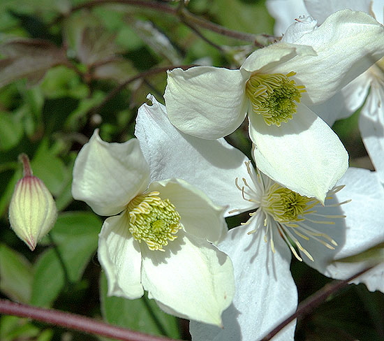 White Blooms, Hollywood - Close-Up Study