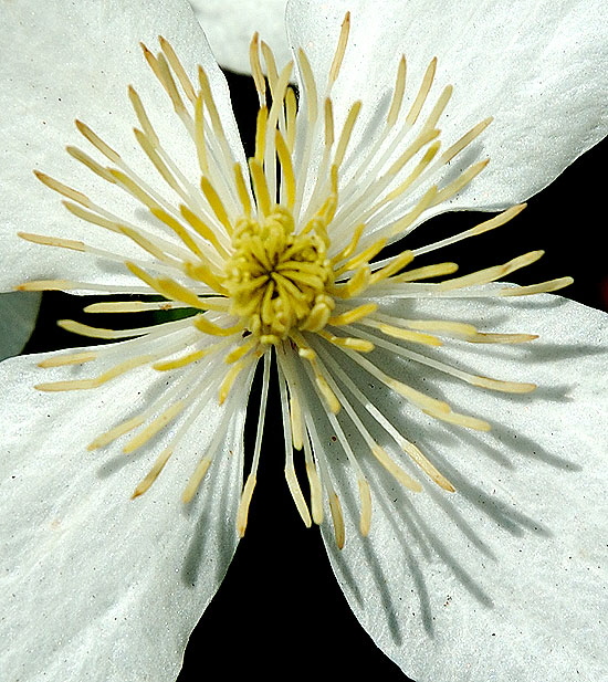 White Blooms, Hollywood - Close-Up Study