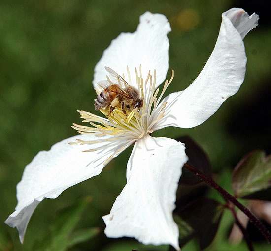 White Blooms, Hollywood - Close-Up Study