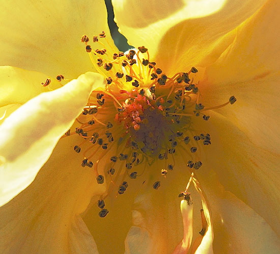 Botanical Color Saturation Study, Hollywood 