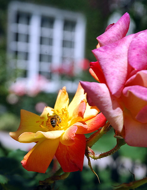 Botanical Color Saturation Study, Hollywood 