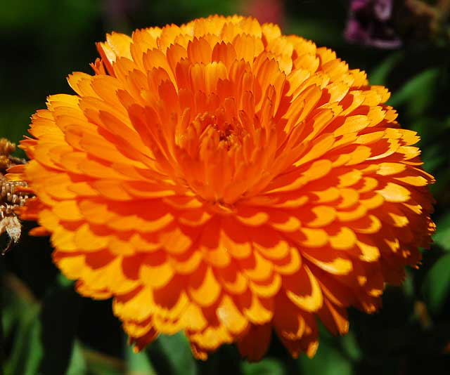 Orange Mum