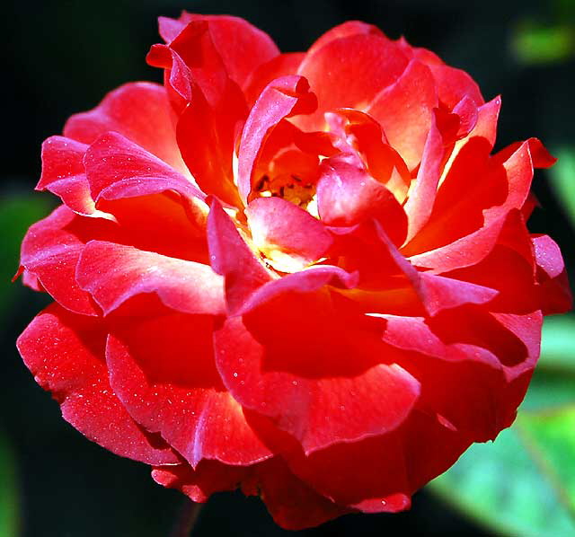Red rose with pollen