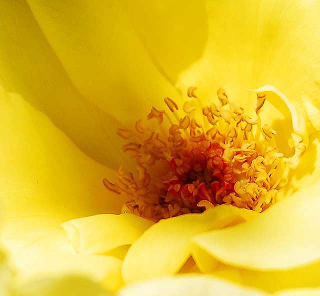 Yellow rose - extreme close-up