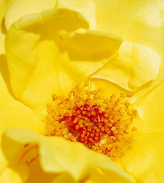 Yellow rose - extreme close-up