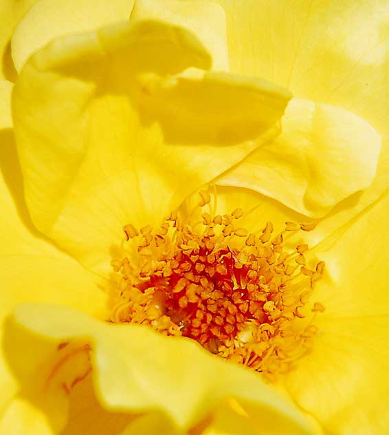 Yellow rose - extreme close-up