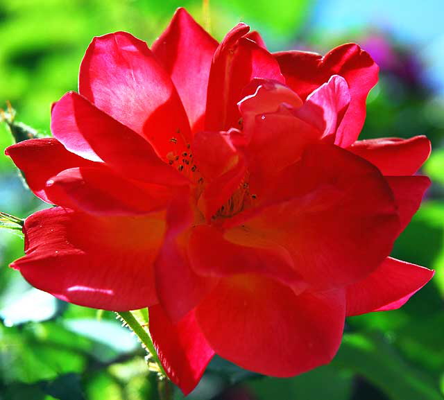 Backlit Red Rose