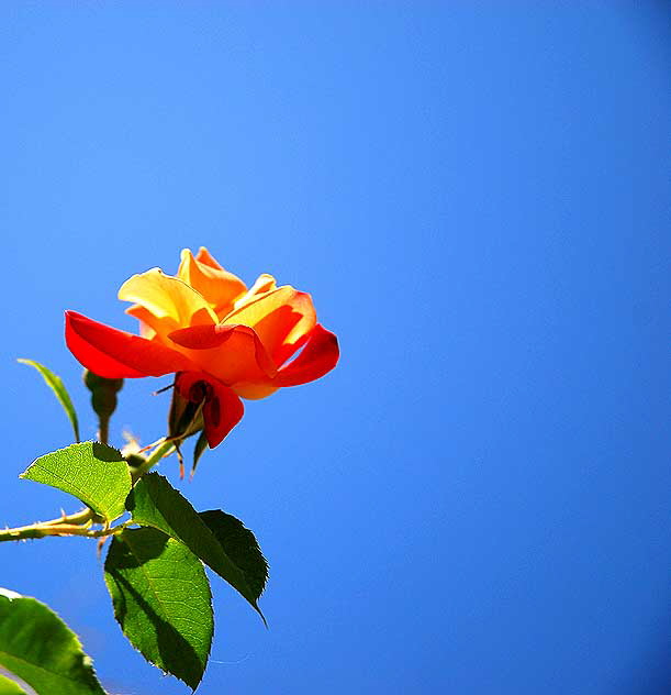 Backlit Rose