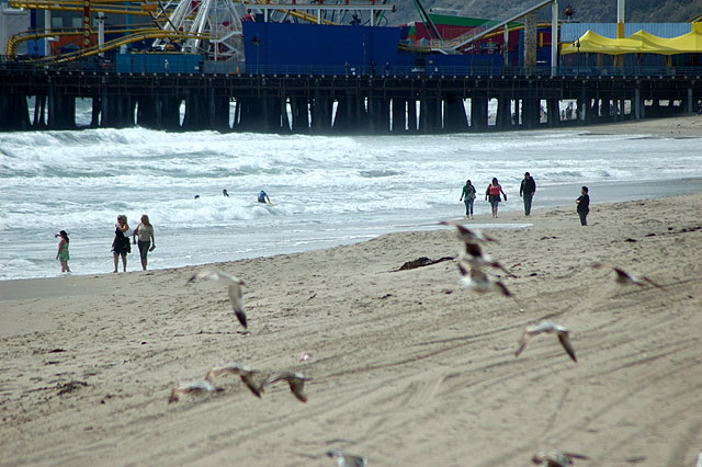 Gulls riding the wind - Santa Monica Beach