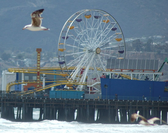 Gulls riding the wind - Santa Monica Beach