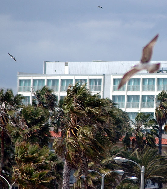Palms getting blasted - Santa Monica
