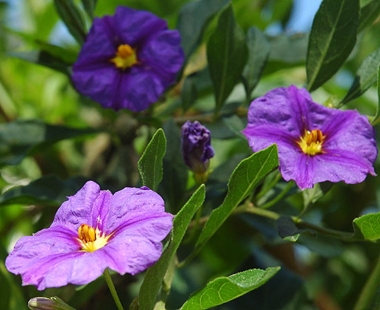 Blooms, Genesee Street, Hollywood