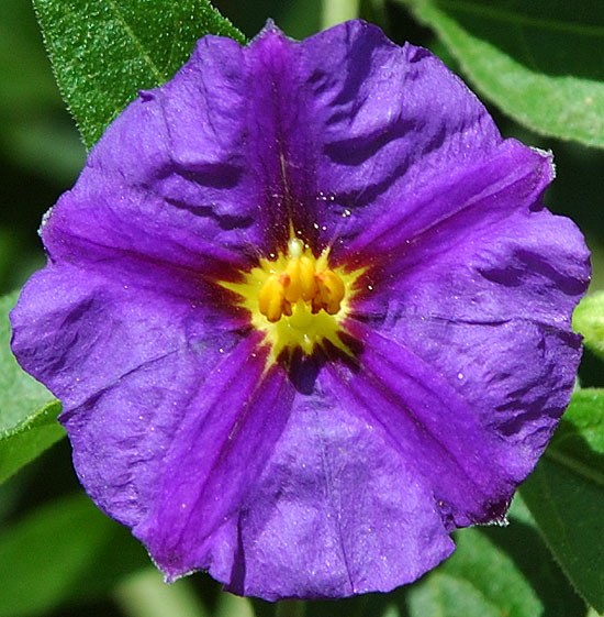 Bloom, Genesee Street, Hollywood