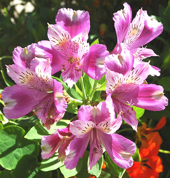 Blooms Genesee Street, Hollywood