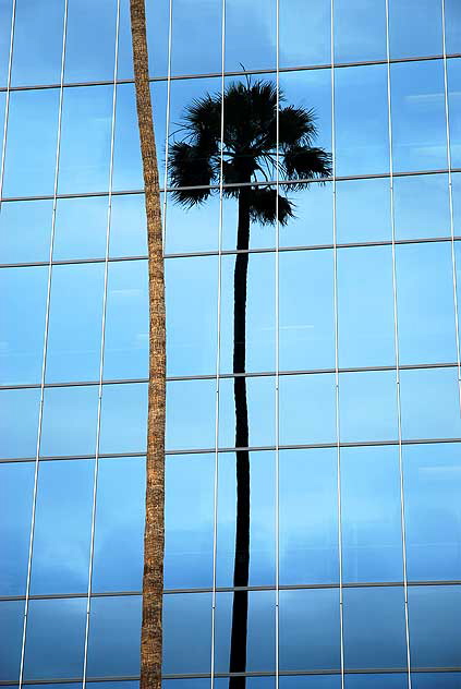 Palm tree in blue glass wall, Sunset Boulevard
