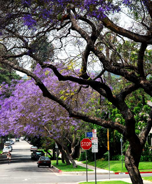 It's Jacaranda Time again. Selma and Ogden, Hollywood - 