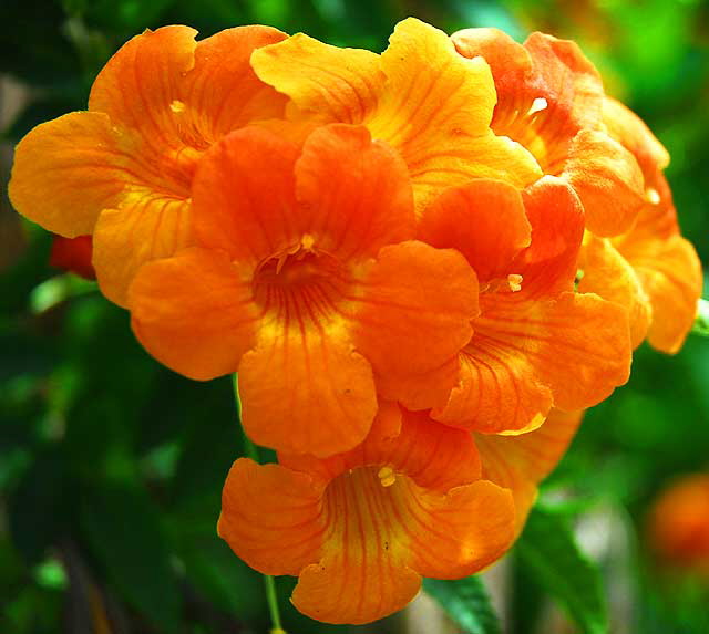 Multiple Orange Blooms