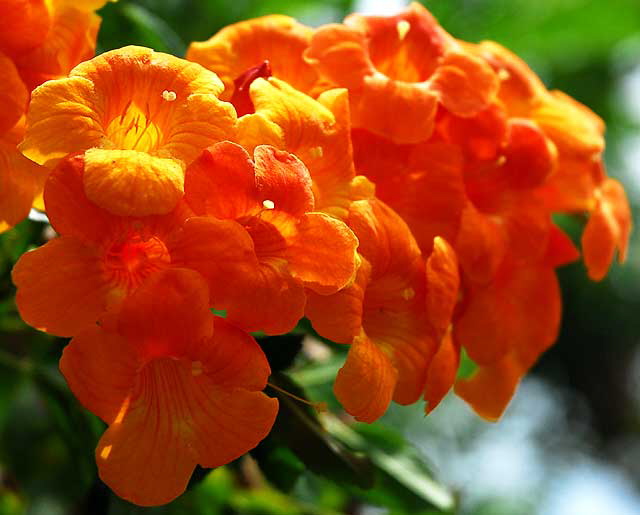 Multiple Orange Blooms