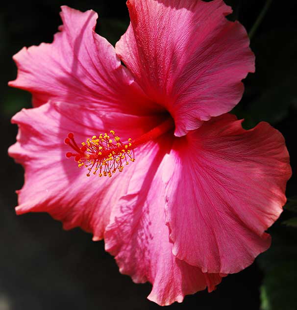 Hibiscus