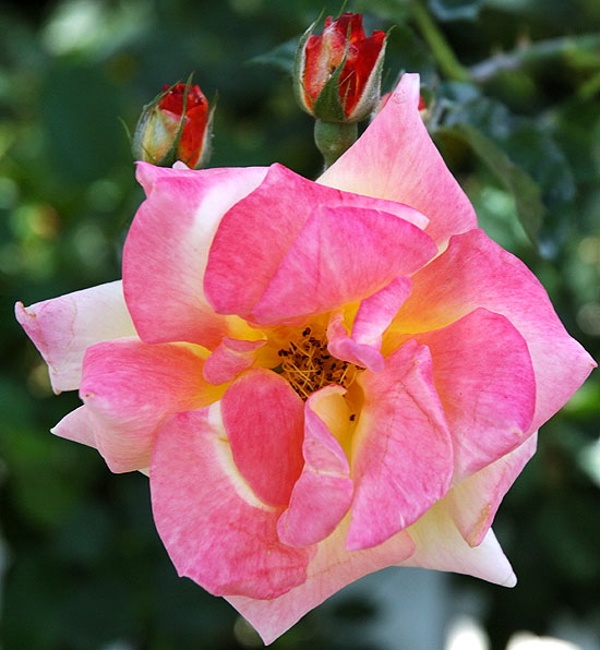 Rose - curbside in the residential area of Hollywood