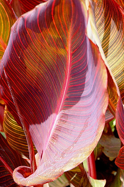 Botanical shadow study 