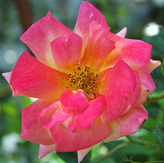 Rose - curbside in the residential area of Hollywood