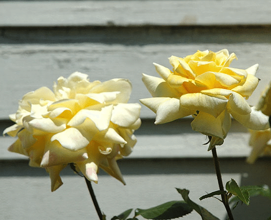 Rose - curbside in the residential area of Hollywood