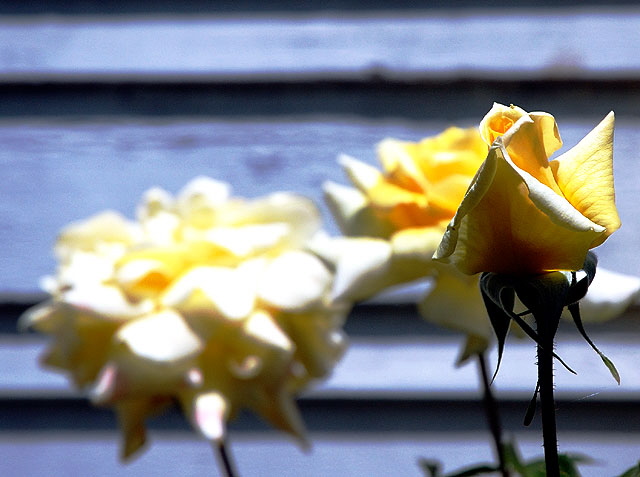 Rose - curbside in the residential area of Hollywood